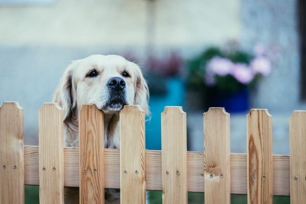 Dog Fence Installation