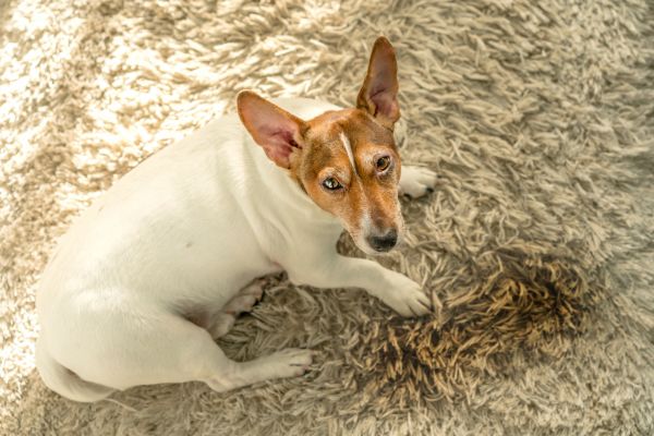 Pet Damaged Carpet Repair