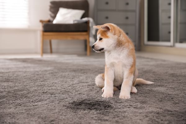 Pet Damage Carpet Restoration