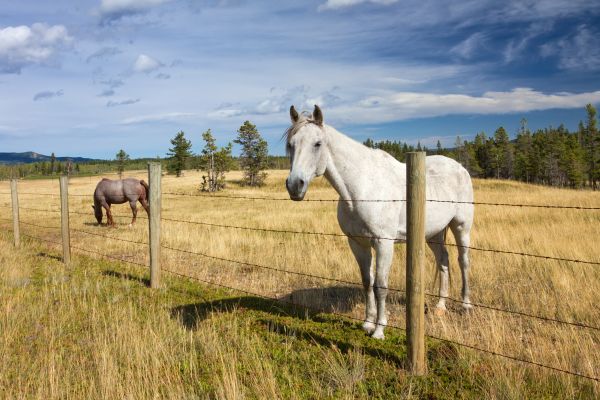 Agricultural Fence Replacement - Agricultural Fence Replacement Jacksonville, Florida