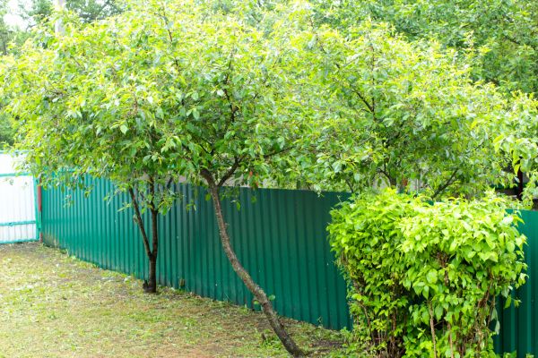 Yard Fence Painting